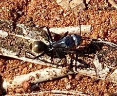 Myrmophyma