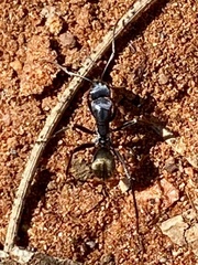 Myrmophyma
