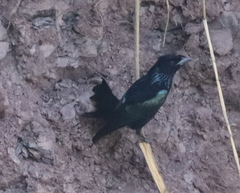 Dicrurus hottentottus