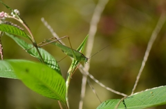 Phaneroptera nigroantennata