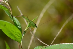 Phaneroptera nigroantennata