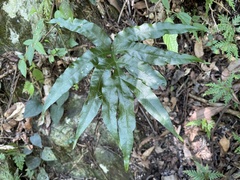 Leptochilus ellipticus