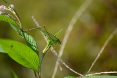 Phaneroptera nigroantennata