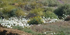 Dimorphotheca cuneata