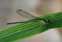 Argia apicalis