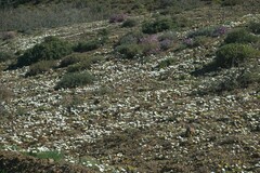 Dimorphotheca