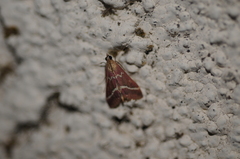 Pyrausta volupialis