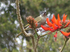 Meliphaga lewinii