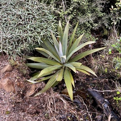 Cordyline indivisa