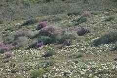 Dimorphotheca