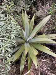 Cordyline indivisa