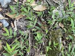 Oplismenus hirtellus