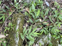 Oplismenus hirtellus