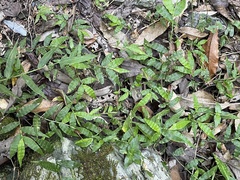 Oplismenus hirtellus