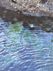 Anthopleura xanthogrammica