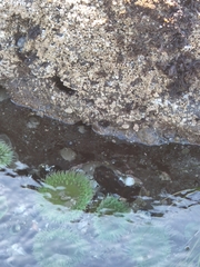 Anthopleura xanthogrammica