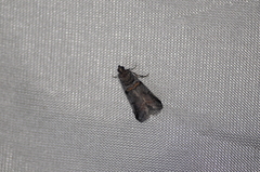 Acrobasis tricolorella