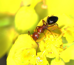 Camponotus lateralis