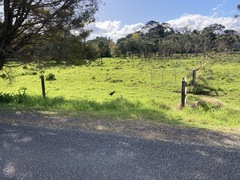 Porphyrio melanotus melanotus