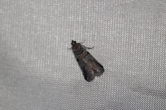 Acrobasis tricolorella