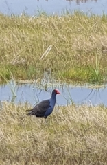 Porphyrio melanotus