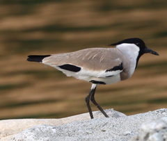 Vanellus duvaucelii