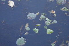 Nymphaea tetragona