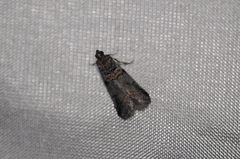 Acrobasis tricolorella