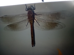 Anax parthenope