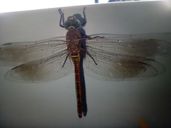 Anax parthenope