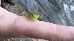 Cochranella granulosa