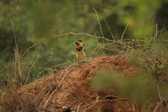 Trachyphonus vaillantii