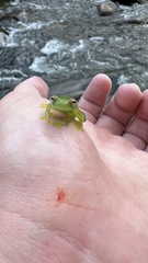 Cochranella granulosa