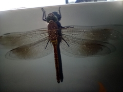 Anax parthenope