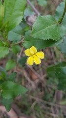 Goodenia ovata