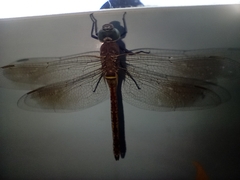 Anax parthenope