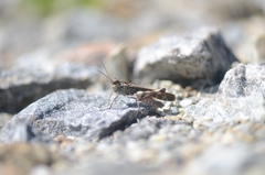 Oedaleus infernalis