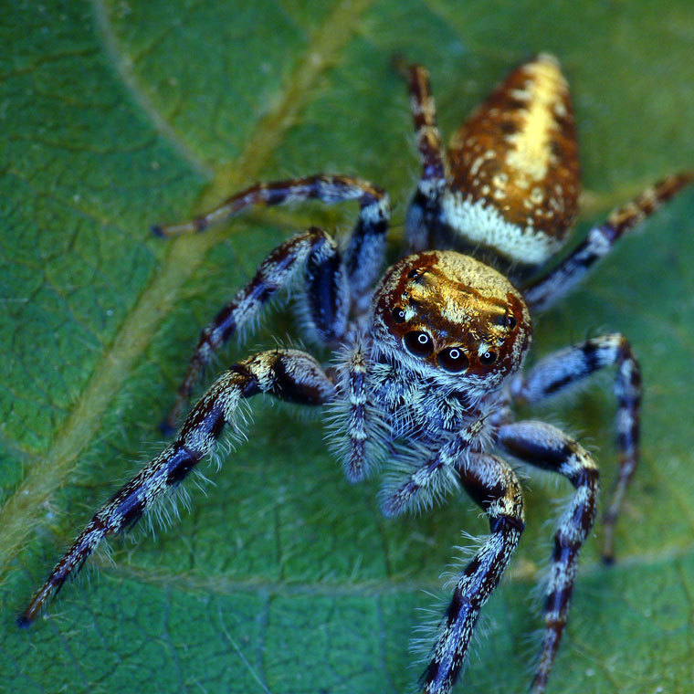 Opisthoncus parcedentatus