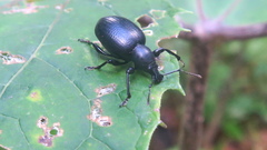 Otiorhynchus atroapterus