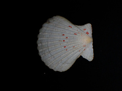 Pectinidae