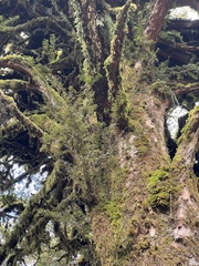 Podocarpus laetus
