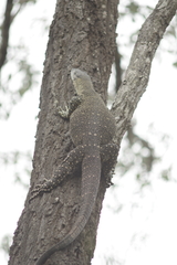 Varanus varius