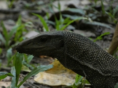 Varanus nebulosus