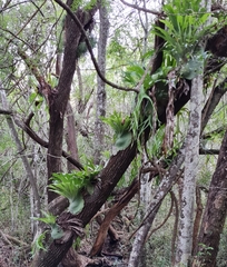 Platycerium superbum