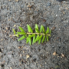 Podocarpus laetus