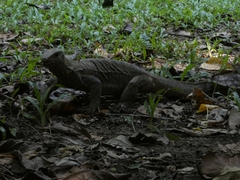 Varanus nebulosus