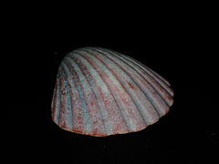 Pecten fumatus