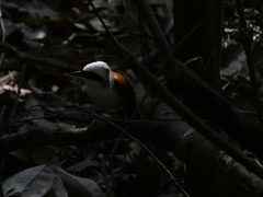 Garrulax leucolophus