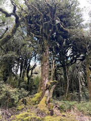 Podocarpus laetus