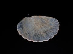 Pecten fumatus